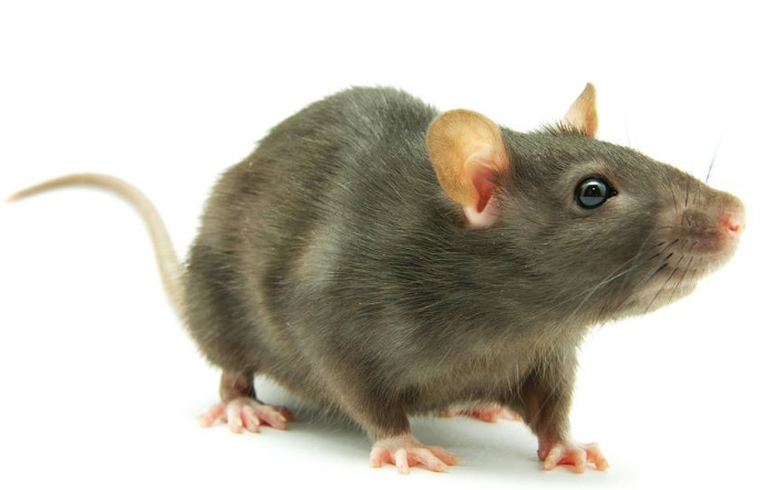 �ĺ�ָ���ķN����֮�������